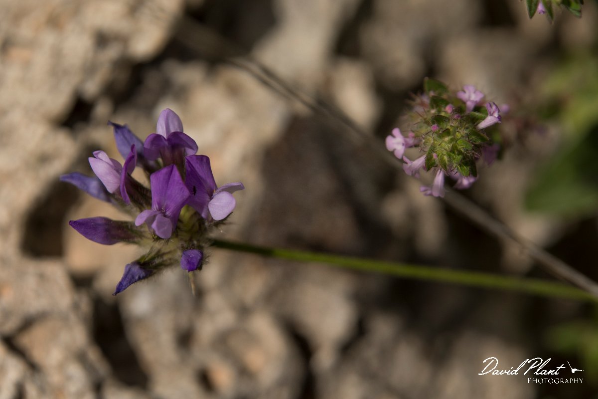DPPhotography - Crete - Bituminaria bituminosa - A.jpg - Bituminaria bituminosa