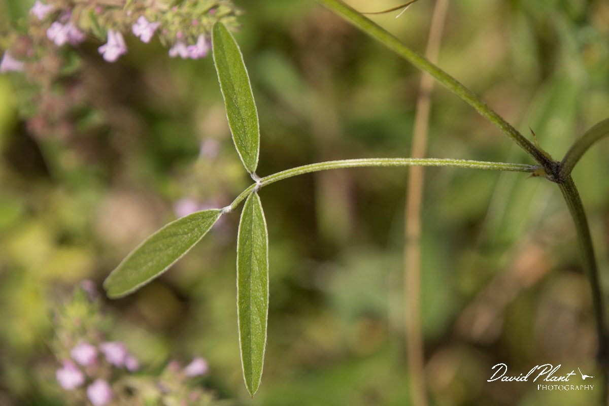DPPhotography - Crete - Bituminaria bituminosa - C.jpg - Bituminaria bituminosa