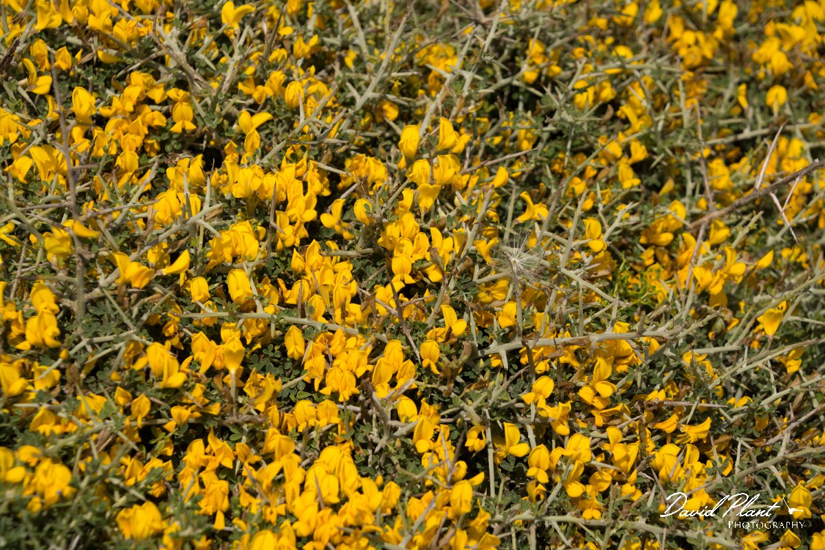 DPPhotography - Crete - Calicotome villosa - A.jpg - Calicotome villosa