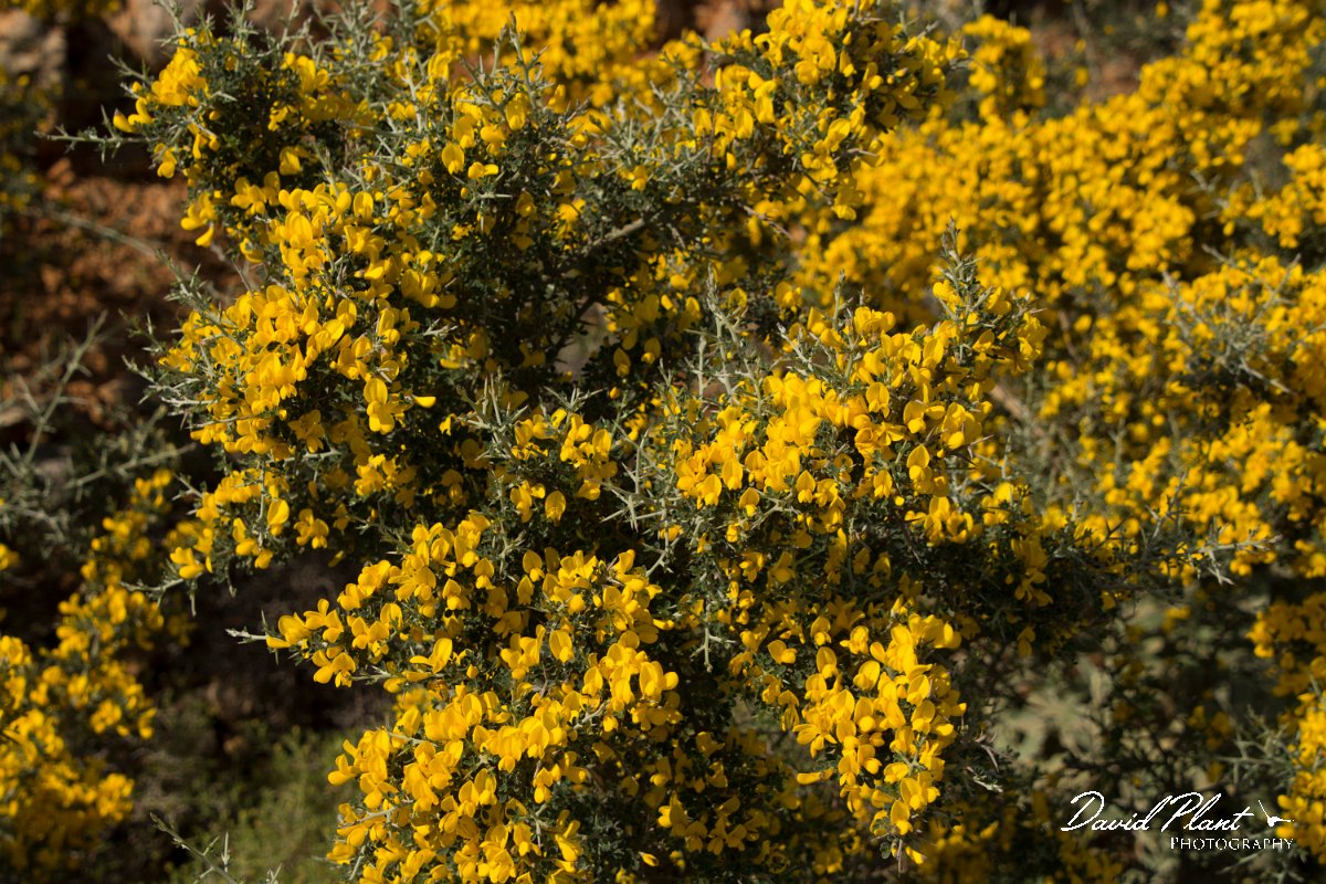 DPPhotography - Crete - Calicotome villosa - B.jpg - Calicotome villosa