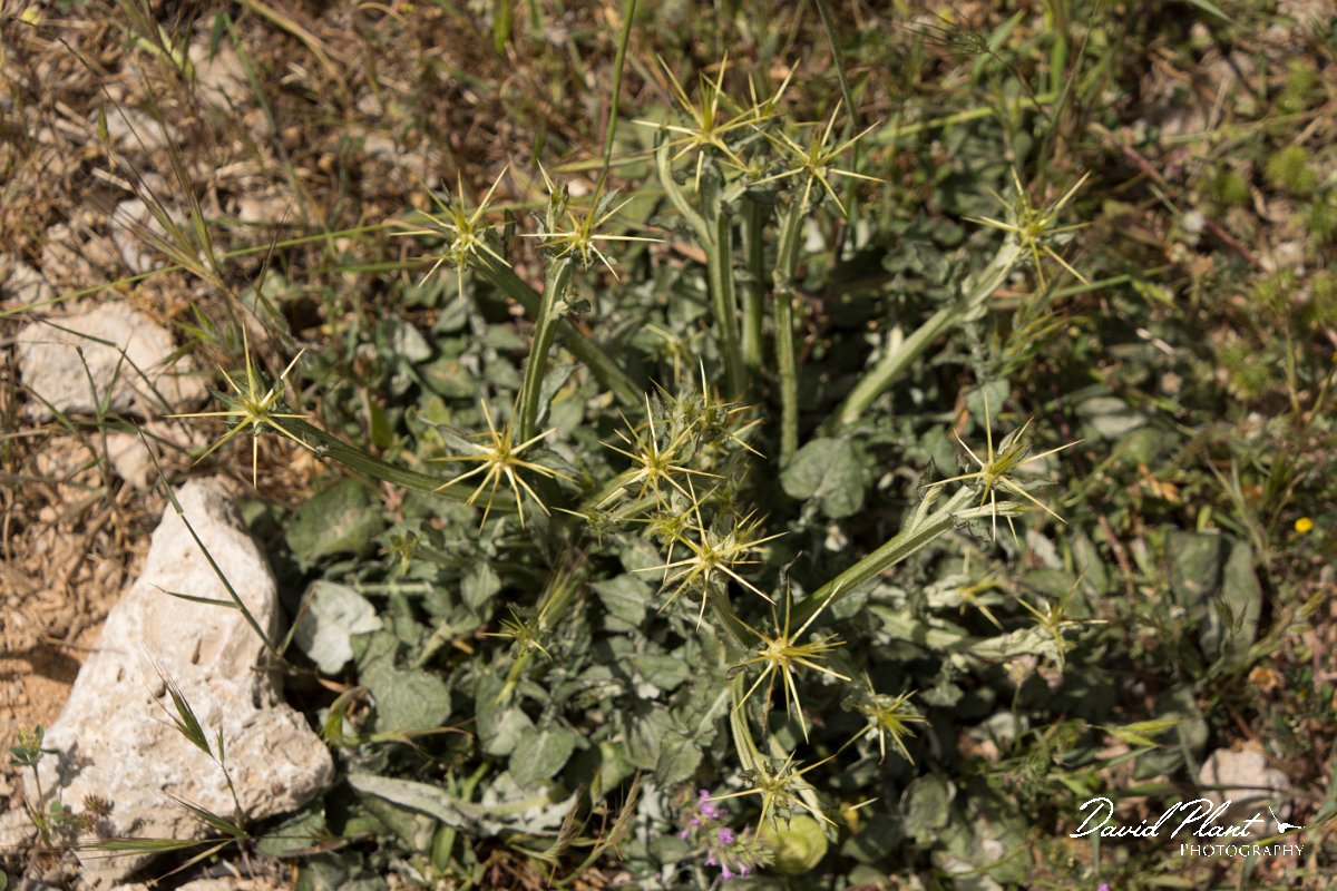 DPPhotography - Crete - Centaurea idaea - A.jpg - Centaurea idaea