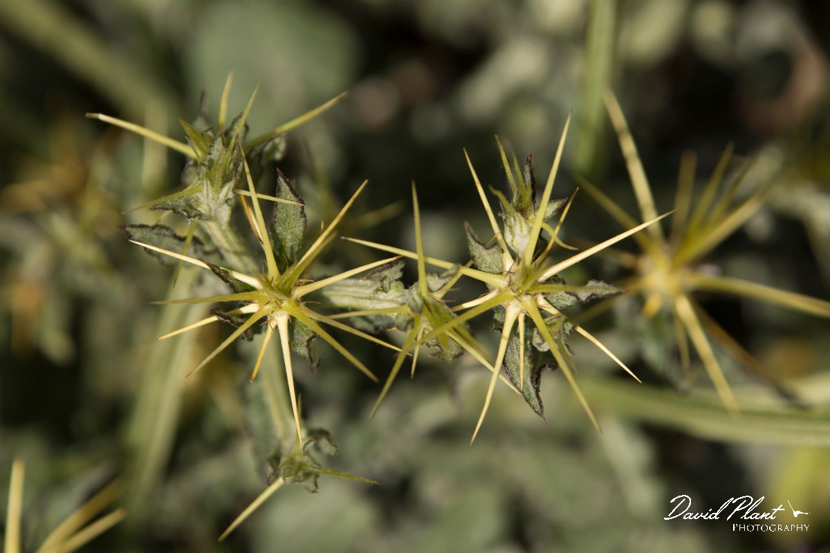 DPPhotography - Crete - Centaurea idaea - B.jpg - Centaurea idaea