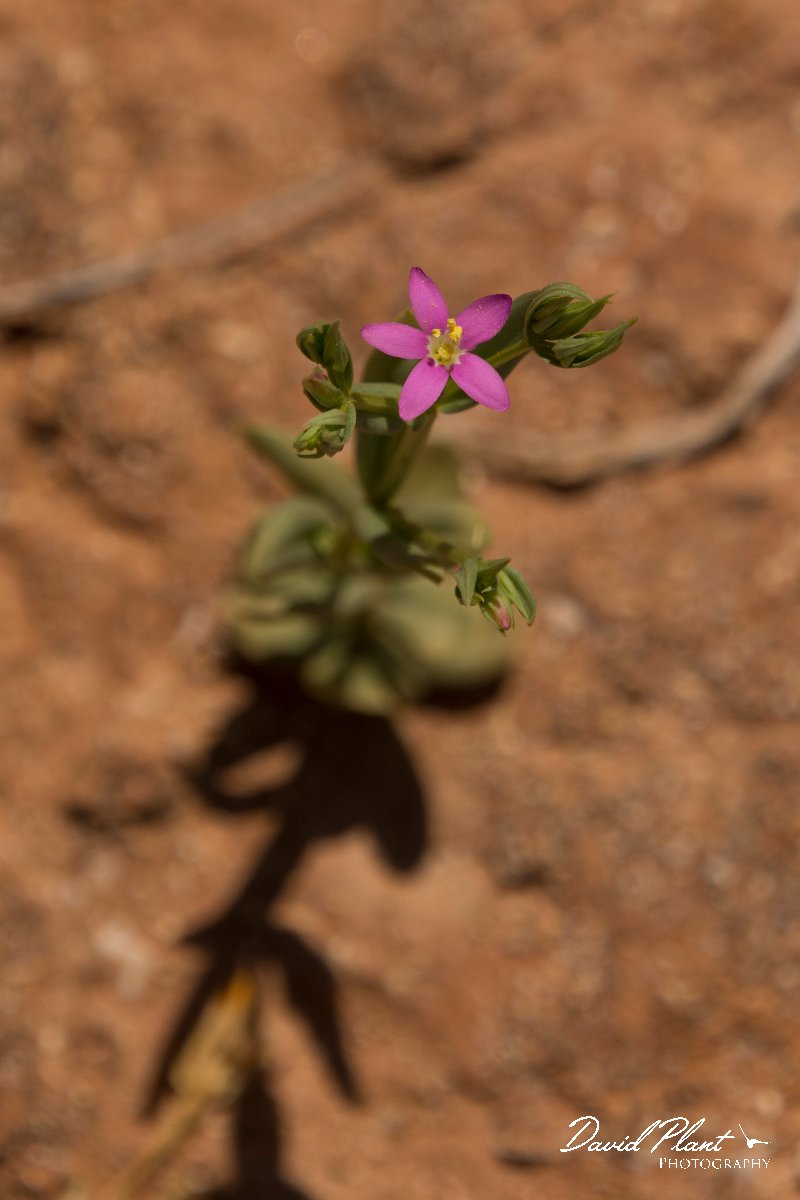 DPPhotography - Crete - Centaurium pulchellum - A.jpg - Centaurium pulchellum