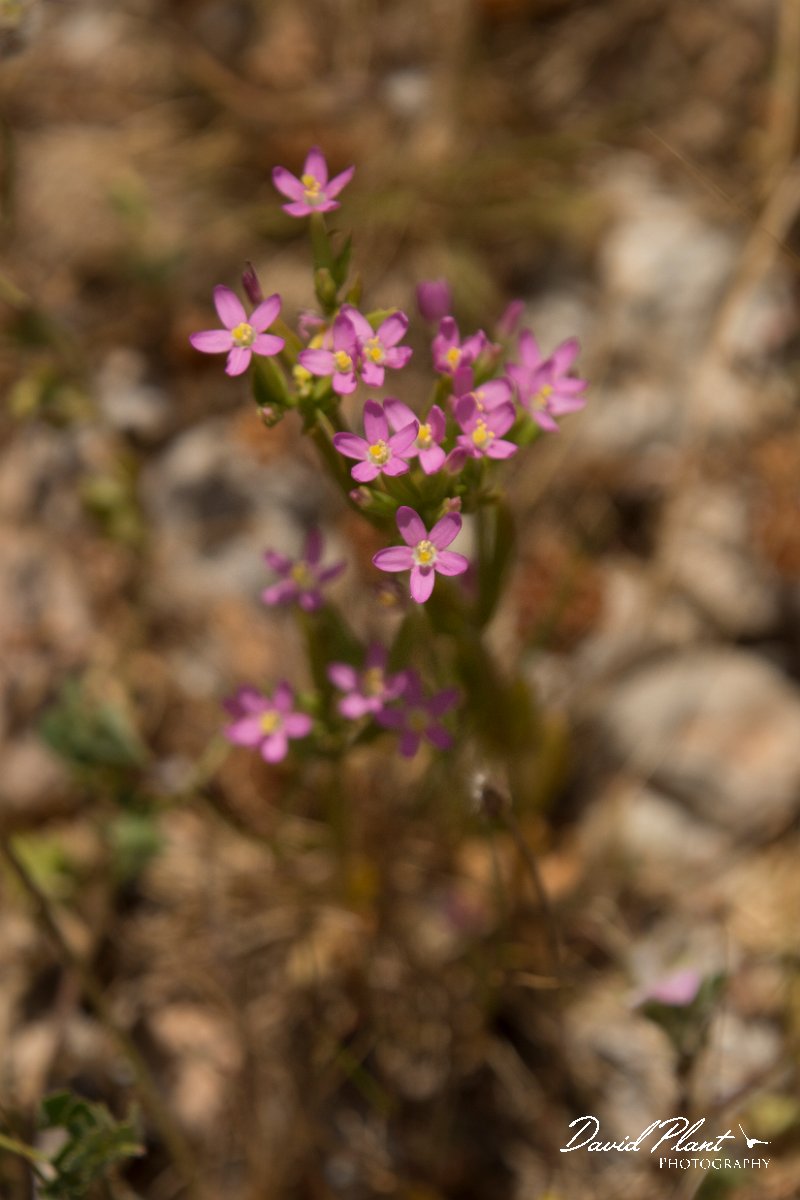 DPPhotography - Crete - Centaurium tenuiflorum - A.jpg - Centaurium tenuiflorum