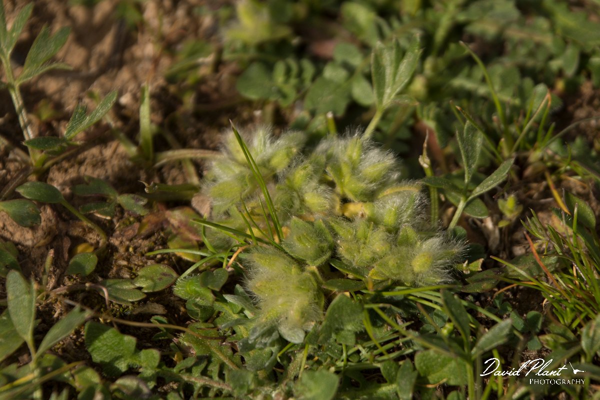 DPPhotography - Crete - Cerastium comatum - B.jpg - Cerastium comatum