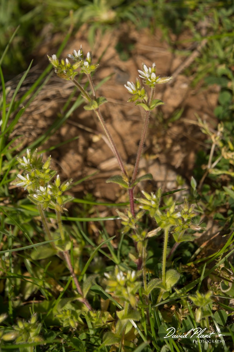 DPPhotography - Crete - Cerastium glomeratum - A.jpg - Cerastium glomeratum