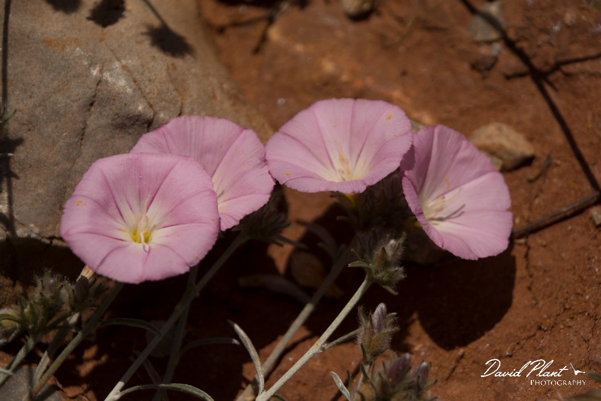 DPPhotography - Crete - Convolvulus elegantissimus - B.jpg - Convolvulus elegantissimus