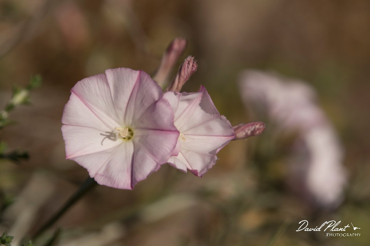 DPPhotography - Crete - Convolvulus elegantissimus - D.jpg - Convolvulus elegantissimus