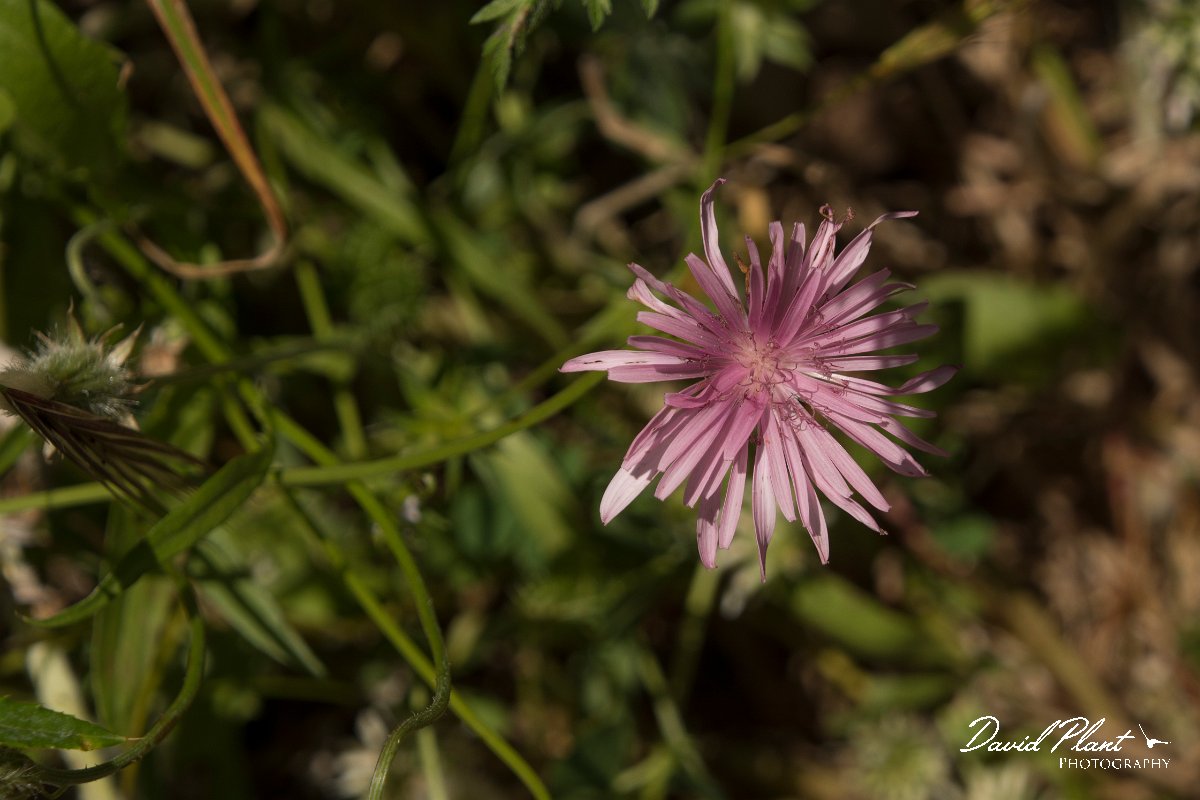 DPPhotography - Crete - Crepis rubra - A.jpg - Crepis rubra