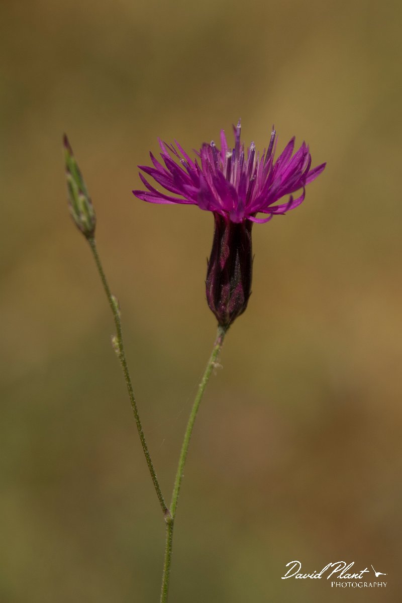 DPPhotography - Crete - Cruprina crupinastrum - A.jpg - Common crupina - Crupina crupinastrum
