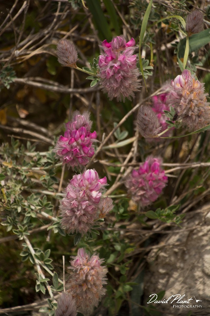 DPPhotography - Crete - Ebenus creticus - A.jpg - Ebenus cretica