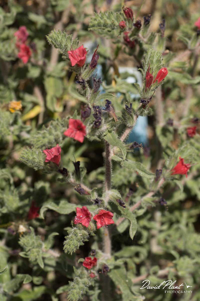 DPPhotography - Crete - Echium angustifolium - A.jpg - Narrow-leaved bugloss - Echium angustifolium