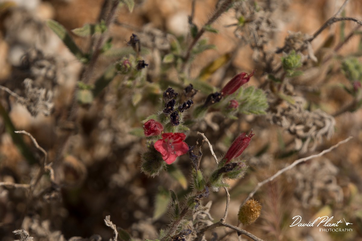 DPPhotography - Crete - Echium angustifolium - C.jpg - Narrow-leaved bugloss - Echium angustifolium