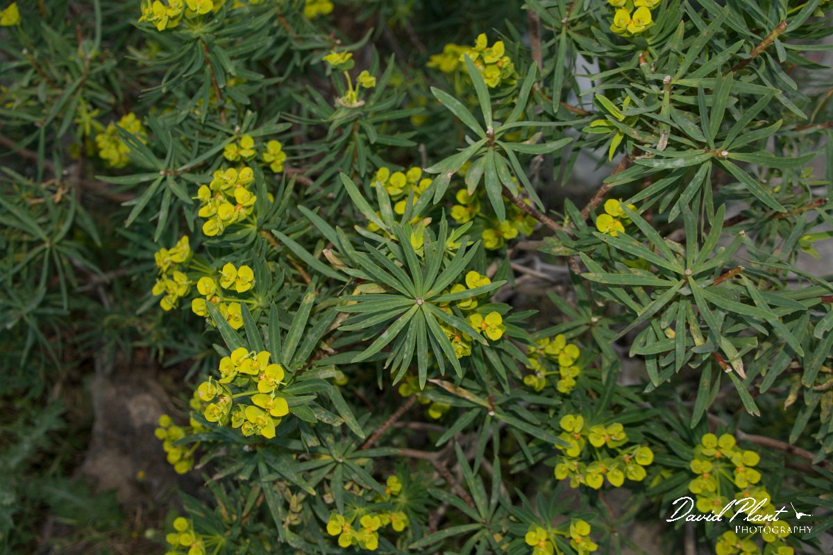 DPPhotography - Crete - Euphorbia dendroides - A.jpg - Euphorbia dendroides