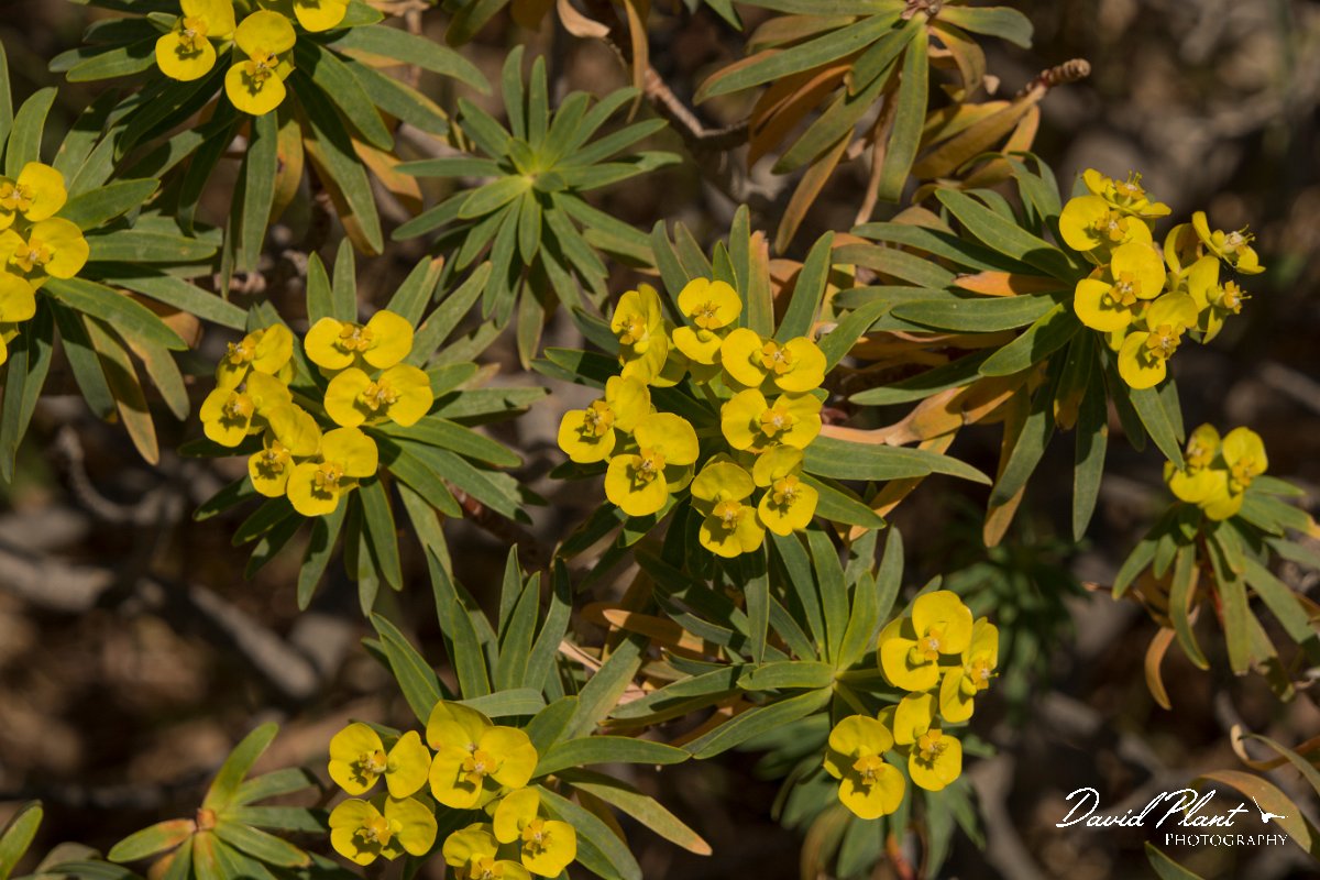 DPPhotography - Crete - Euphorbia dendroides - B.jpg - Euphorbia dendroides