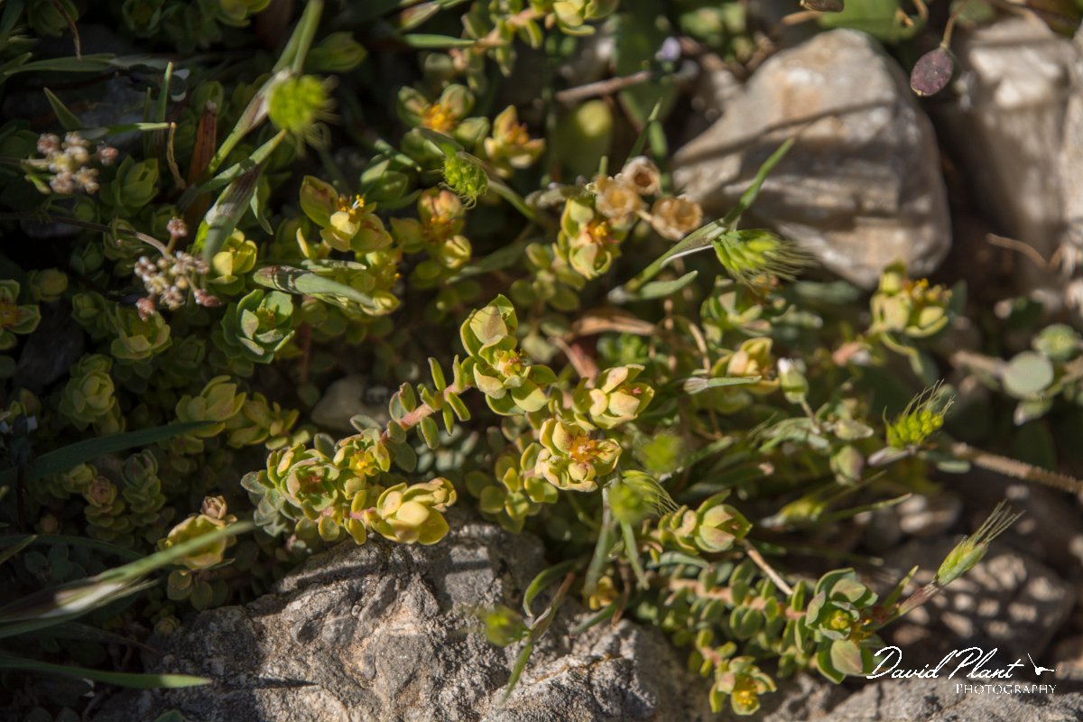 DPPhotography - Crete - Euphorbia herniariifolia - A.jpg - Euphorbia herniariifolia