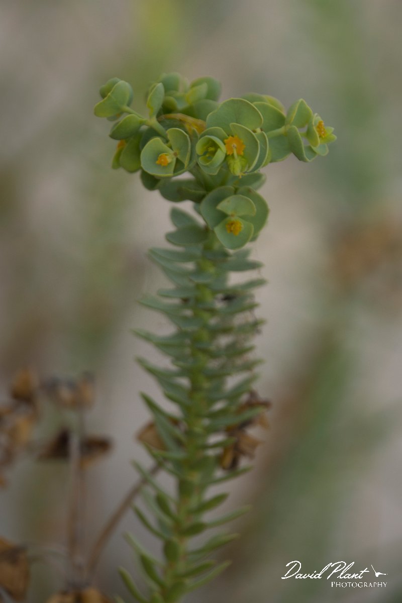 DPPhotography - Crete - Euphorbia paralias - A.jpg - Sea spurge - Euphorbia paralias