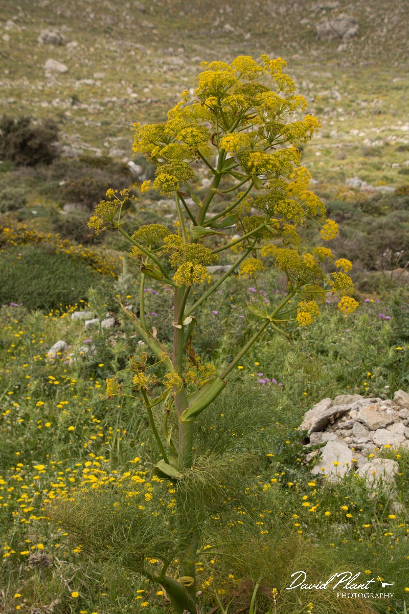 DPPhotography - Crete - Ferula communis - C.jpg - Ferula communis