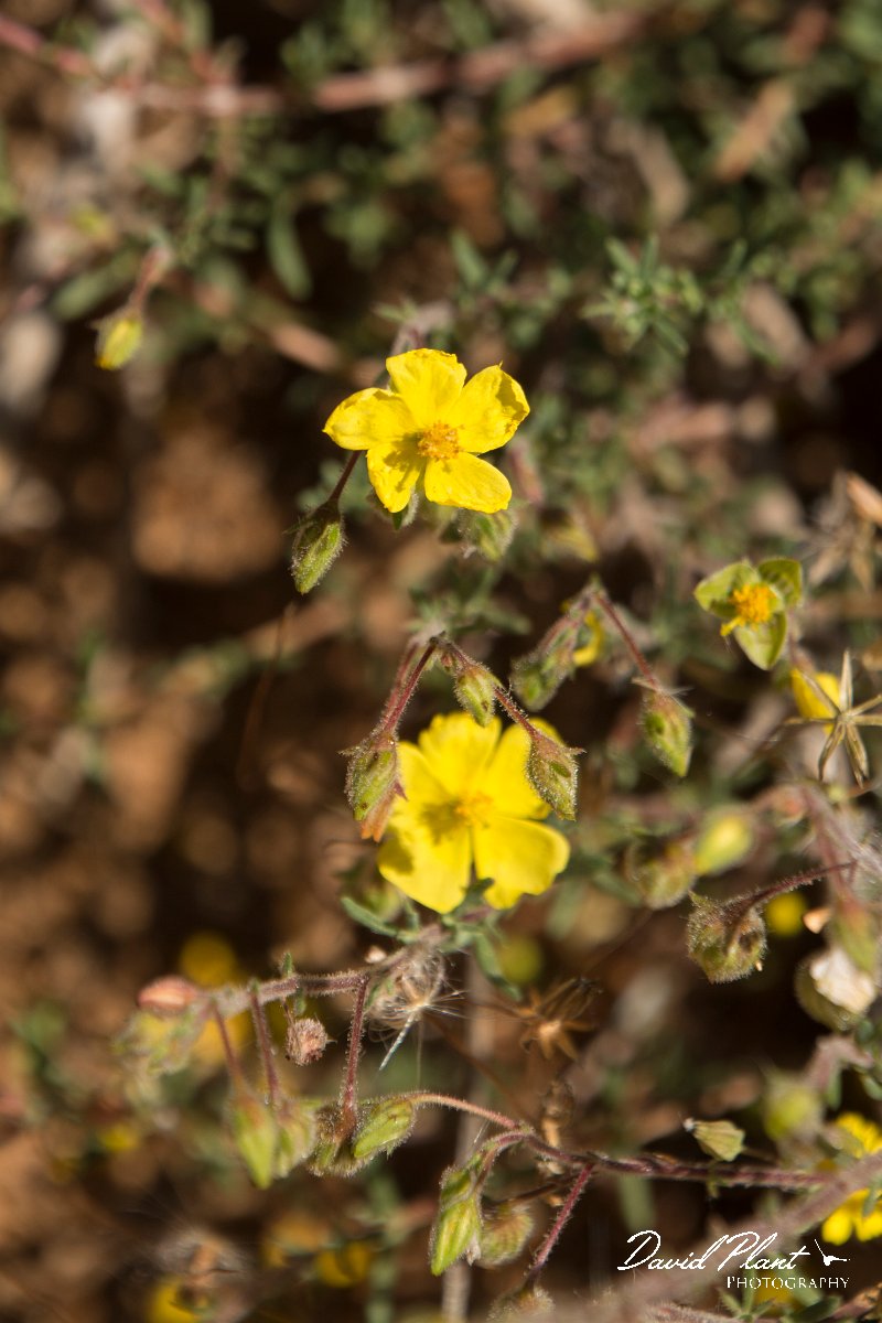 DPPhotography - Crete - Fumana thymifolia - A.jpg - Fumana thymifolia