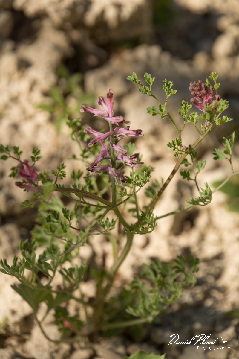 DPPhotography - Crete - Fumaria officinalis - A.jpg - Fumaria officinalis
