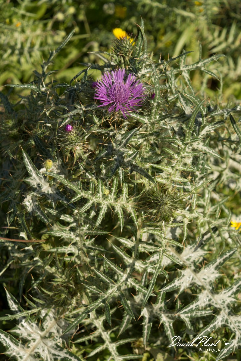 DPPhotography - Crete - Galactities tomentosa - A.jpg - Galactites tomentosa