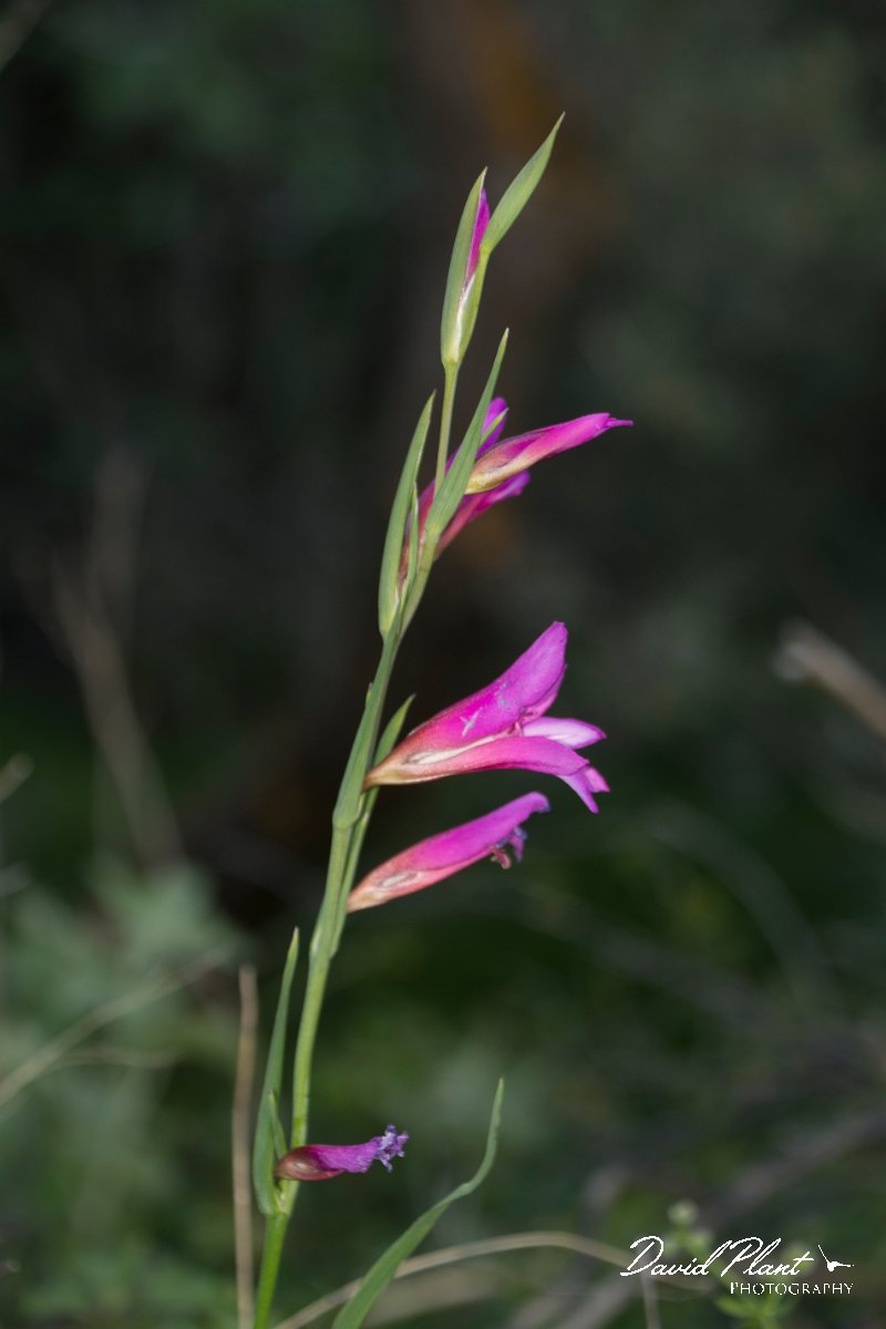 DPPhotography - Crete - Gladiolus italicus - B.jpg - Field gladiolus - Gladiolus italicus