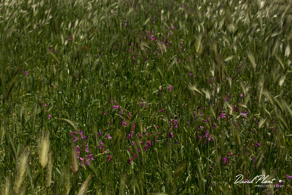 DPPhotography - Crete - Gladiolus italicus - C.jpg - Field gladiolus - Gladiolus italicus
