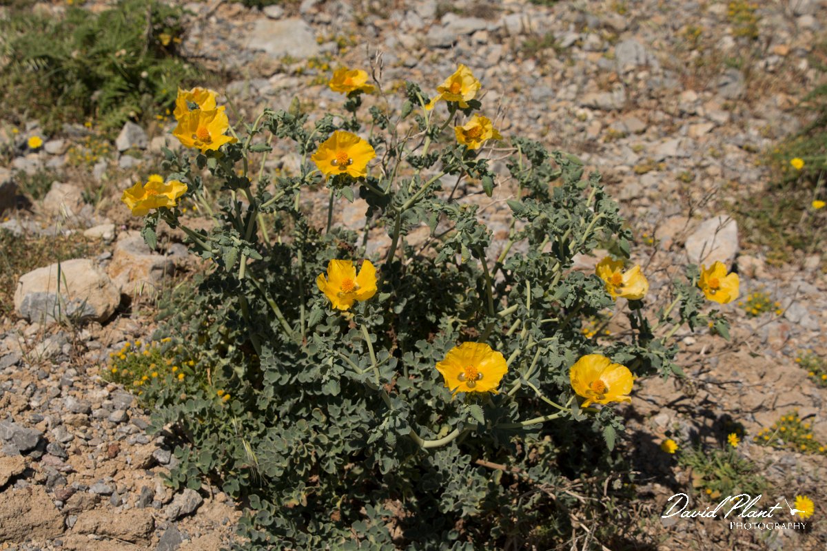 DPPhotography - Crete - Glaucium flavum - A.jpg - Yellow horned poppy - Glaucium flavum