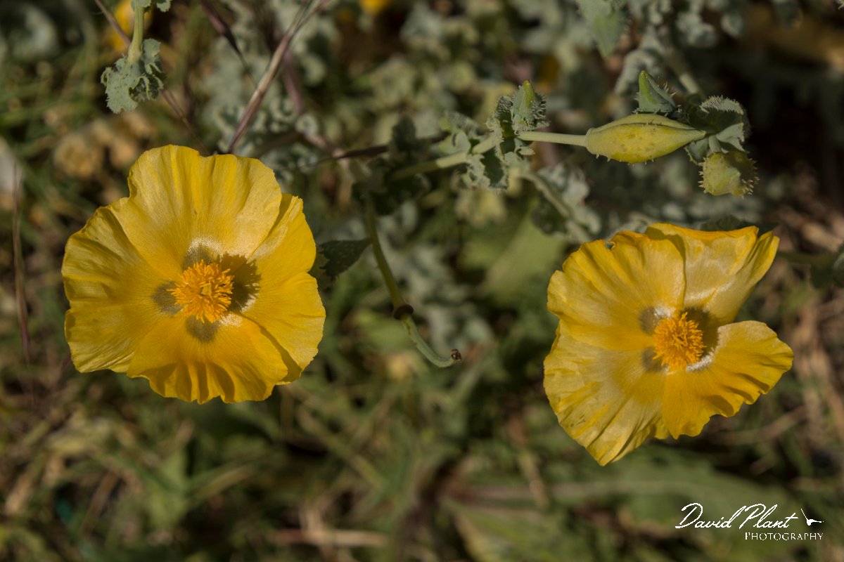 DPPhotography - Crete - Glaucium flavum - C.jpg - Yellow horned poppy - Glaucium flavum