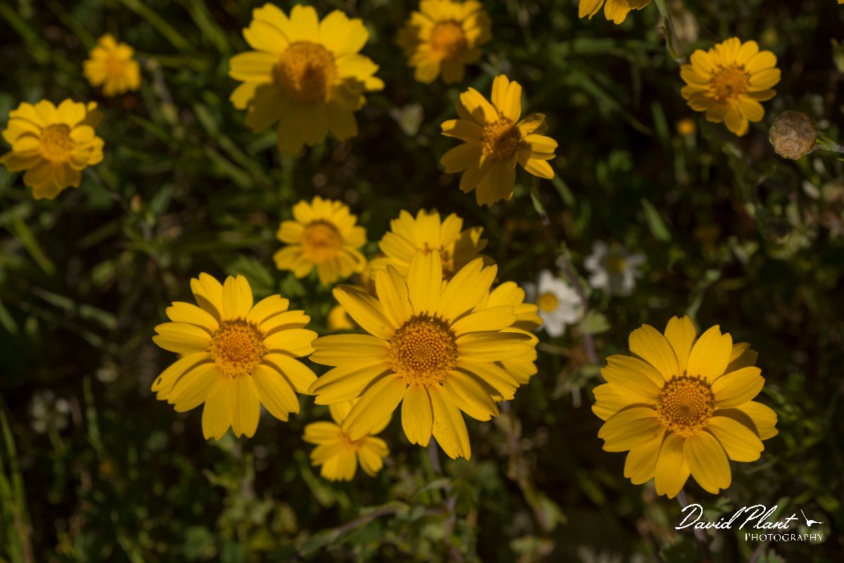 DPPhotography - Crete - Glebionis segetum - A.jpg - Glebionis segetum