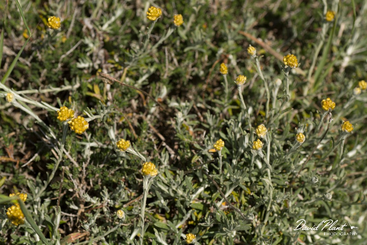 DPPhotography - Crete - Helichrysum conglobatum - B.jpg - Helichrysum conglobatum