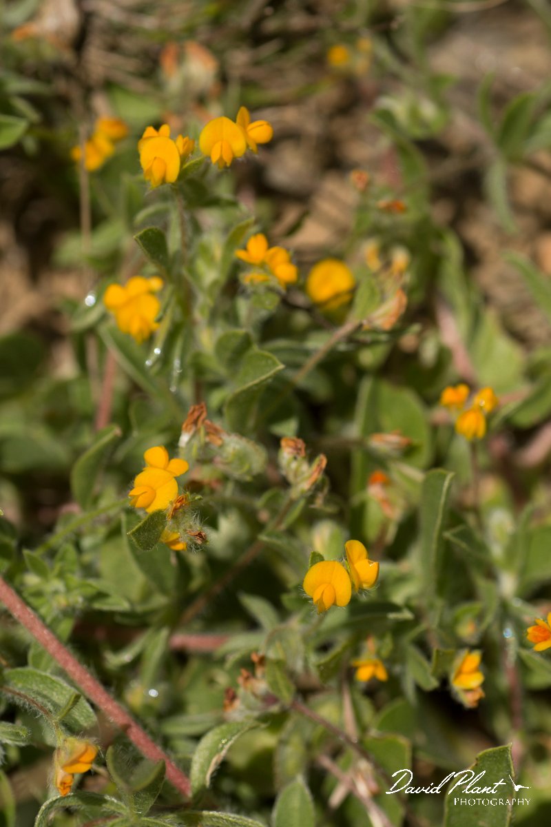 DPPhotography - Crete - Hymenocarpos circinnatus - A.jpg - Disk trefoil - Hymenocarpos circinnatus