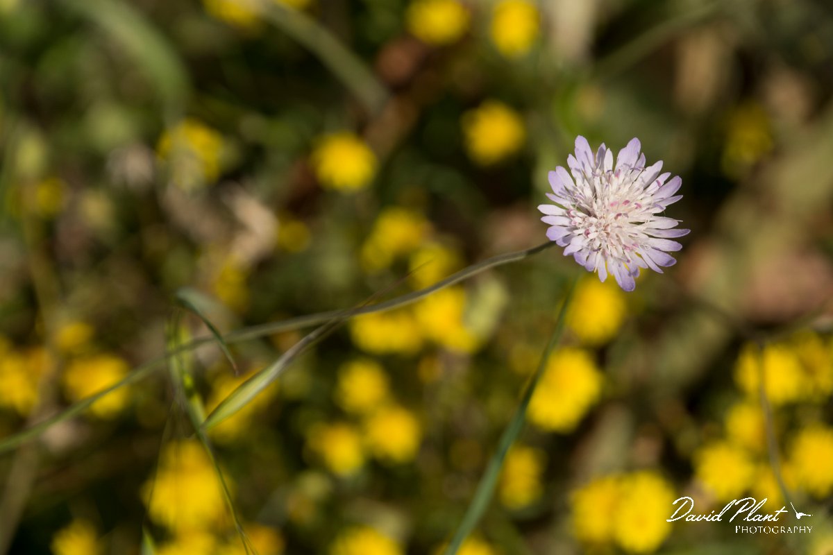 DPPhotography - Crete - Knautia integrifolia - B.jpg - Knautia integrifolia