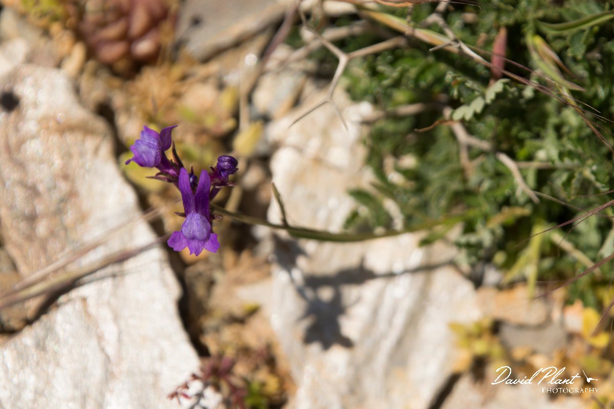 DPPhotography - Crete - Linaria pelisseriana - A.jpg - Linaria pelisseriana