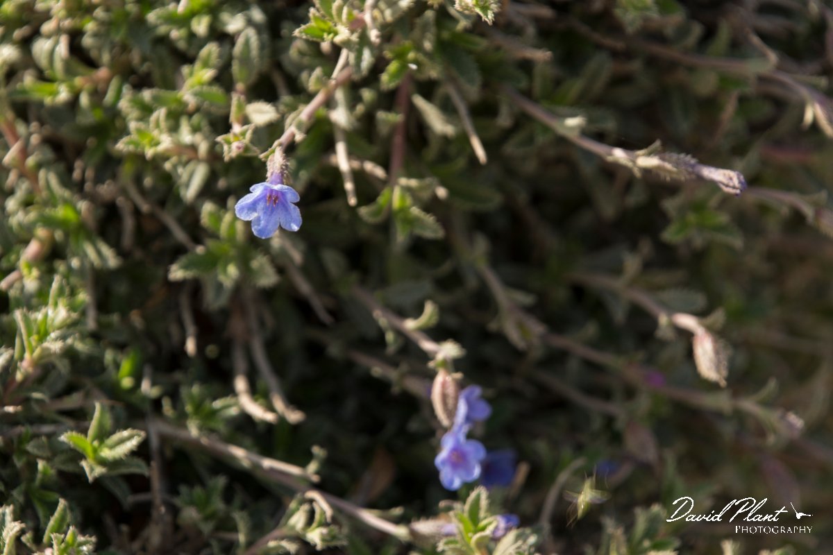 DPPhotography - Crete - Lithodora hispidula - B.jpg - Lithodora hispidula
