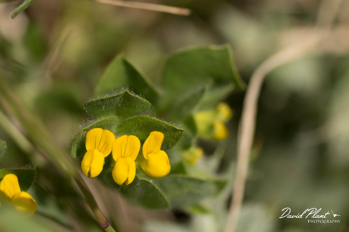 DPPhotography - Crete - Lotus ornithopodioides - A.jpg - Lotus ornithopodioides