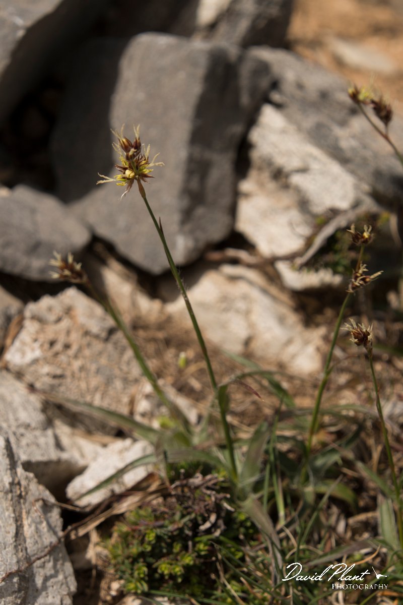 DPPhotography - Crete - Luzula nodulosa - A.jpg - Luzula nodulosa