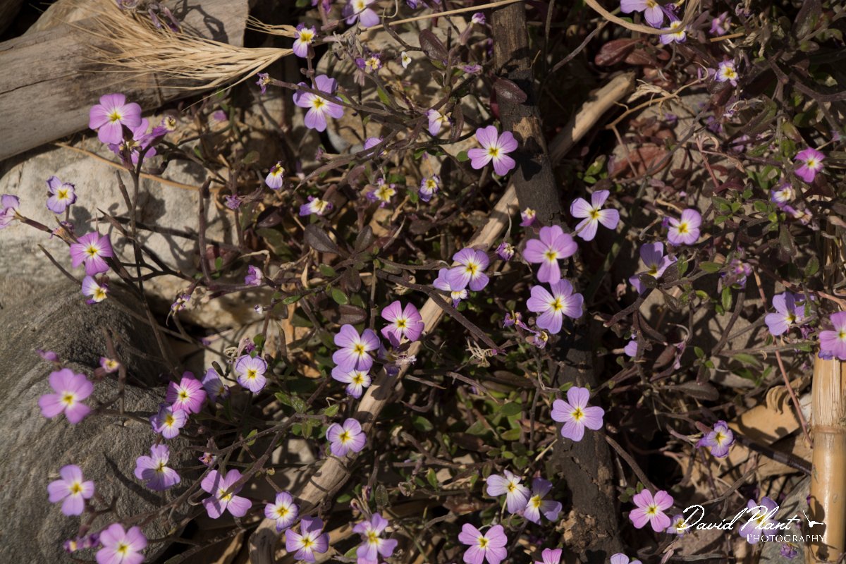 DPPhotography - Crete - Malcolmia flexuosa naxensis - A.jpg - Malcolmia flexuosa naxensis