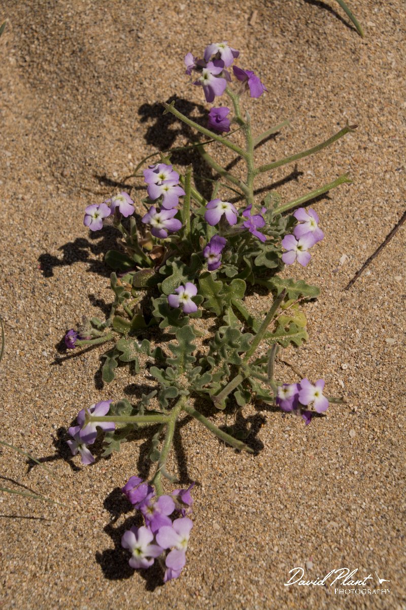 DPPhotography - Crete - Matthiola tricuspidata - A.jpg - Matthiola tricuspidata