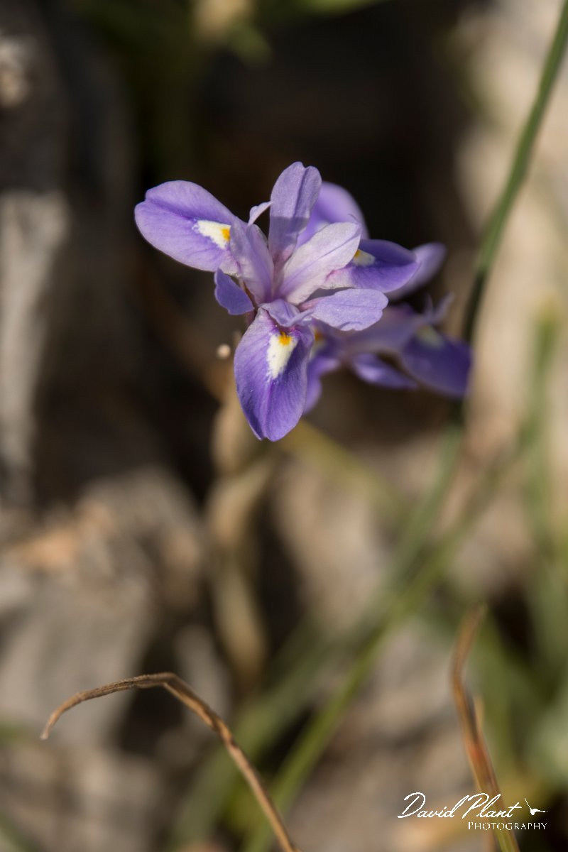 DPPhotography - Crete - Moraea mediterranea - B.jpg - Moraea mediterranea