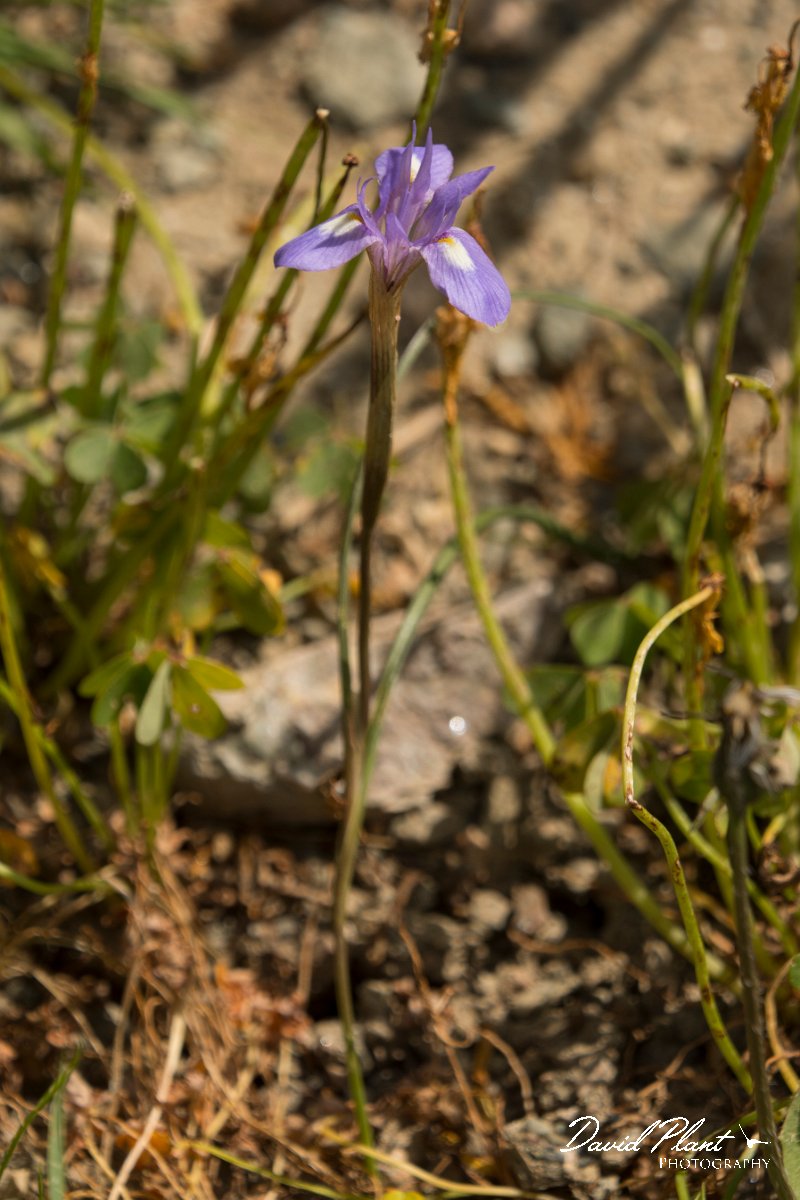 DPPhotography - Crete - Moraea mediterranea - C.jpg - Moraea mediterranea