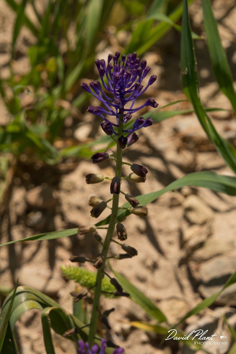 DPPhotography - Crete - Muscari comosum - A.jpg - Muscari comosum