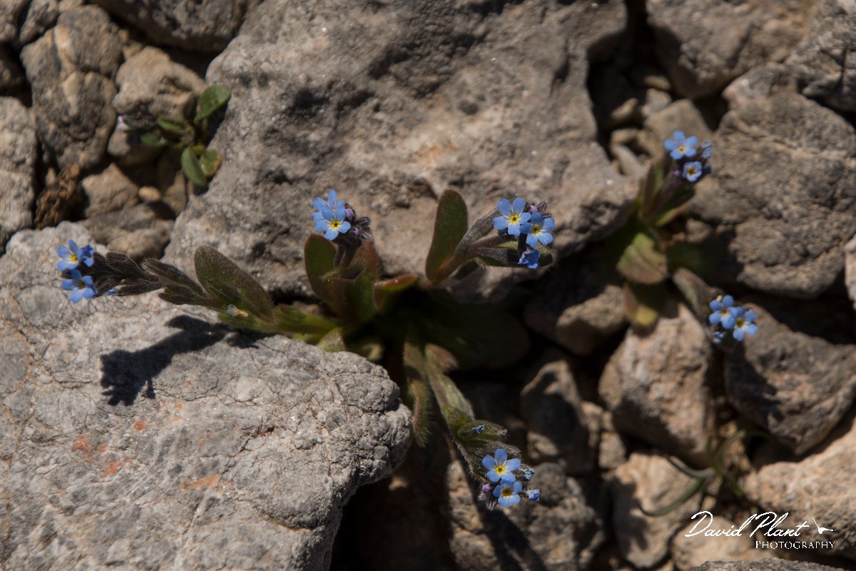 DPPhotography - Crete - Myosotis refracta - A.jpg - Myosotis refracta