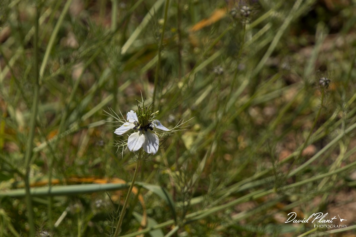 DPPhotography - Crete - Nigella damascena - A.jpg - Nigella damascena