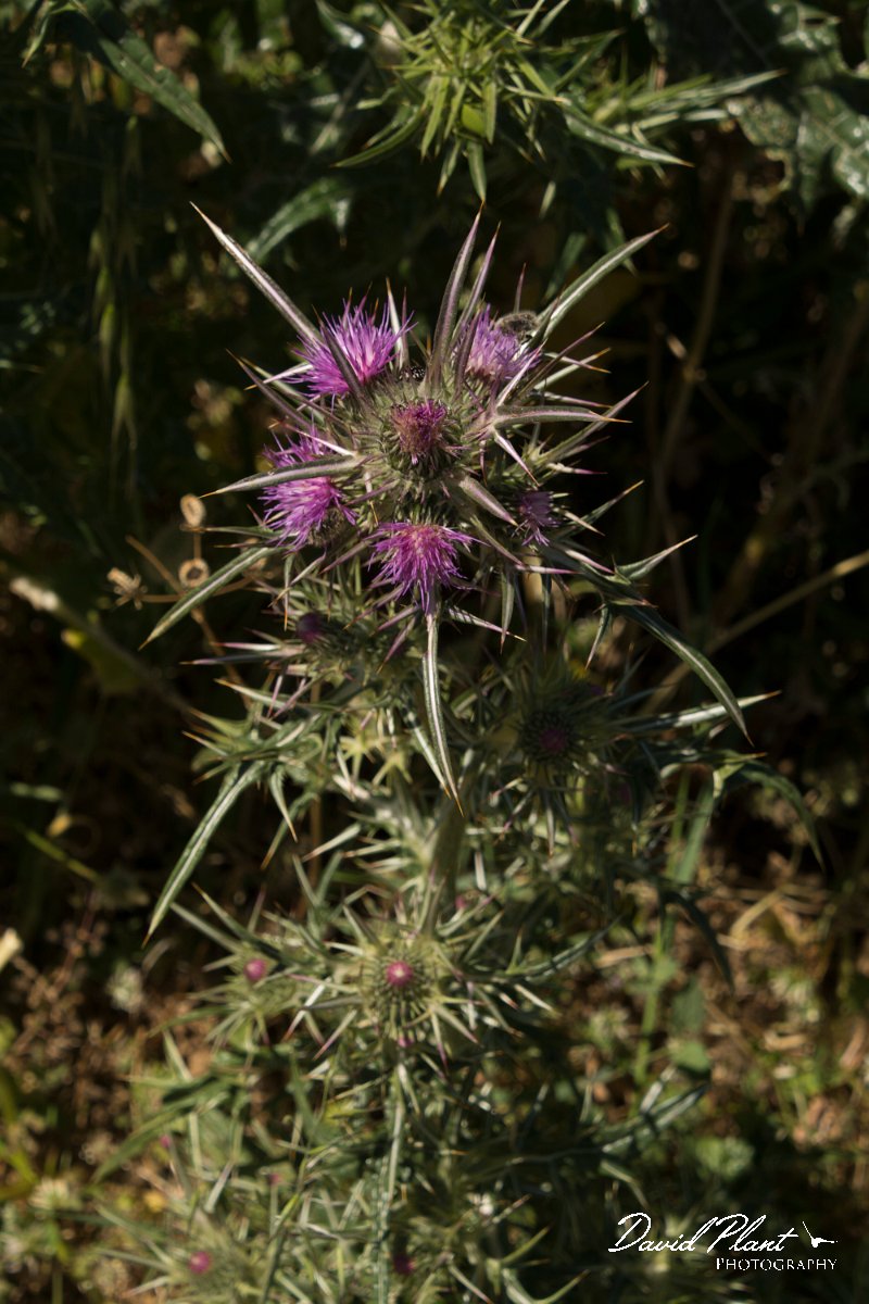 DPPhotography - Crete - Notobasis syriaca - A.jpg - Notobasis syriaca