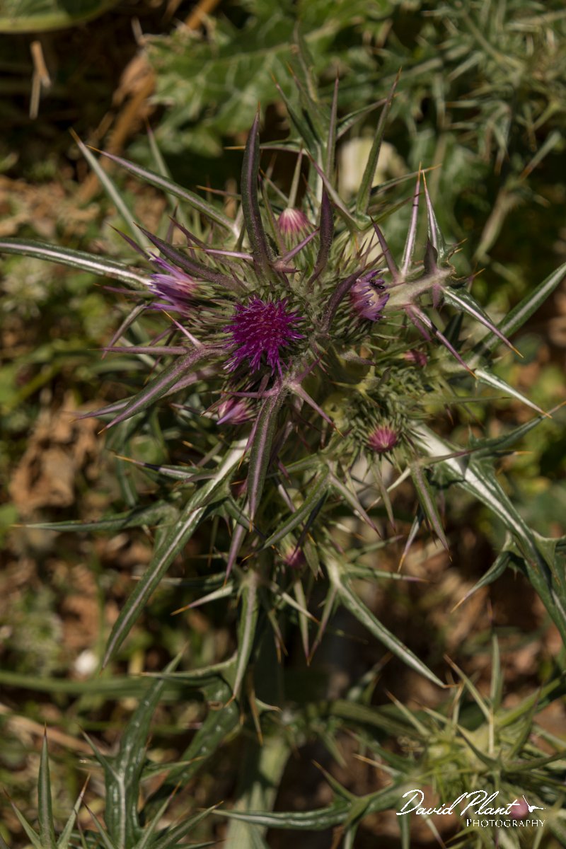 DPPhotography - Crete - Notobasis syriaca - B.jpg - Notobasis syriaca