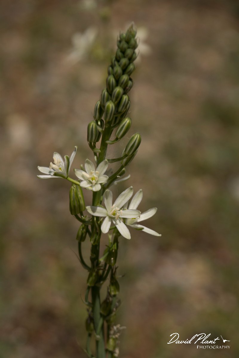 DPPhotography - Crete - Ornithogalum narbonense - A.jpg - Ornithogalum narbonense
