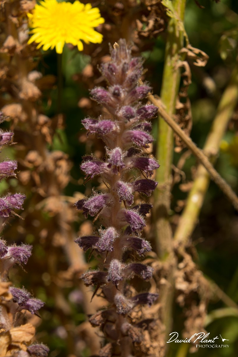 DPPhotography - Crete - Orobanche pubescens - A.jpg - Orobanche pubescens