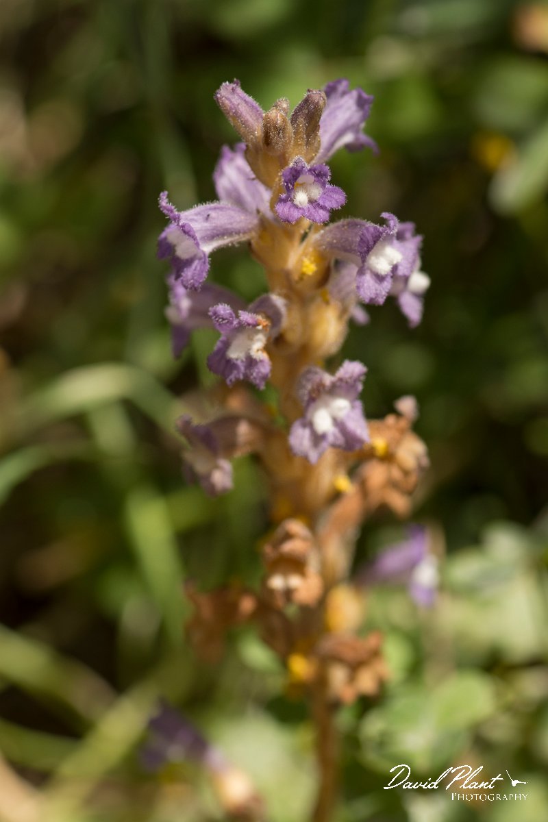 DPPhotography - Crete - Orobanche ramosa - A.jpg - Orobanche ramosa