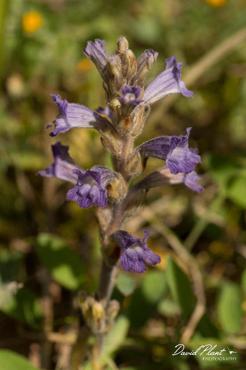 DPPhotography - Crete - Orobanche ramosa - D.jpg - Orobanche ramosa